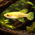 Fighting Gaucho — tropical fish for sale UK — AI hero driftwood view