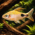 Filament Barb, Black-Spot Barb — tropical fish for sale UK — AI hero driftwood view