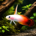 Fire Goby M — tropical fish for sale UK — AI hero driftwood view