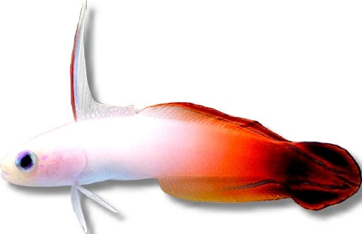 Medium Fire Goby Nemateleotris magnifica hovering above reef rock in a marine aquarium