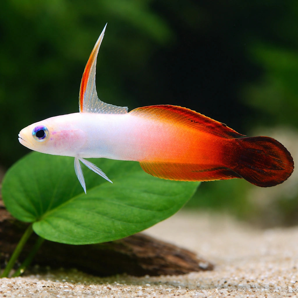 Fire Goby M — tropical fish for sale UK — AI scale plant view