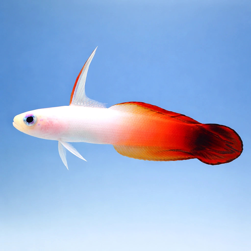 Fire Goby M — tropical fish for sale UK — AI side clean view