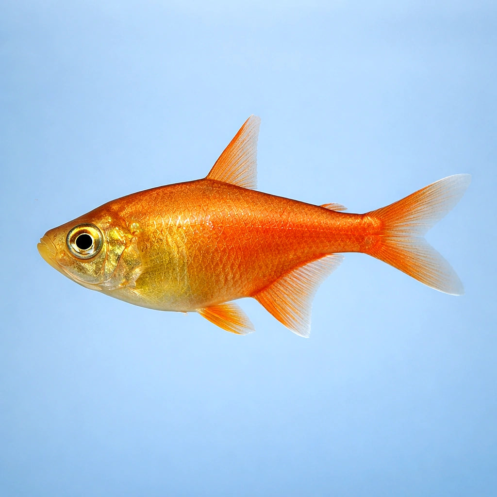Fire Tetra — South American Tetra for sale UK — AI side clean view