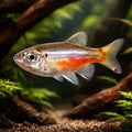  — tropical fish for sale UK — AI hero driftwood view