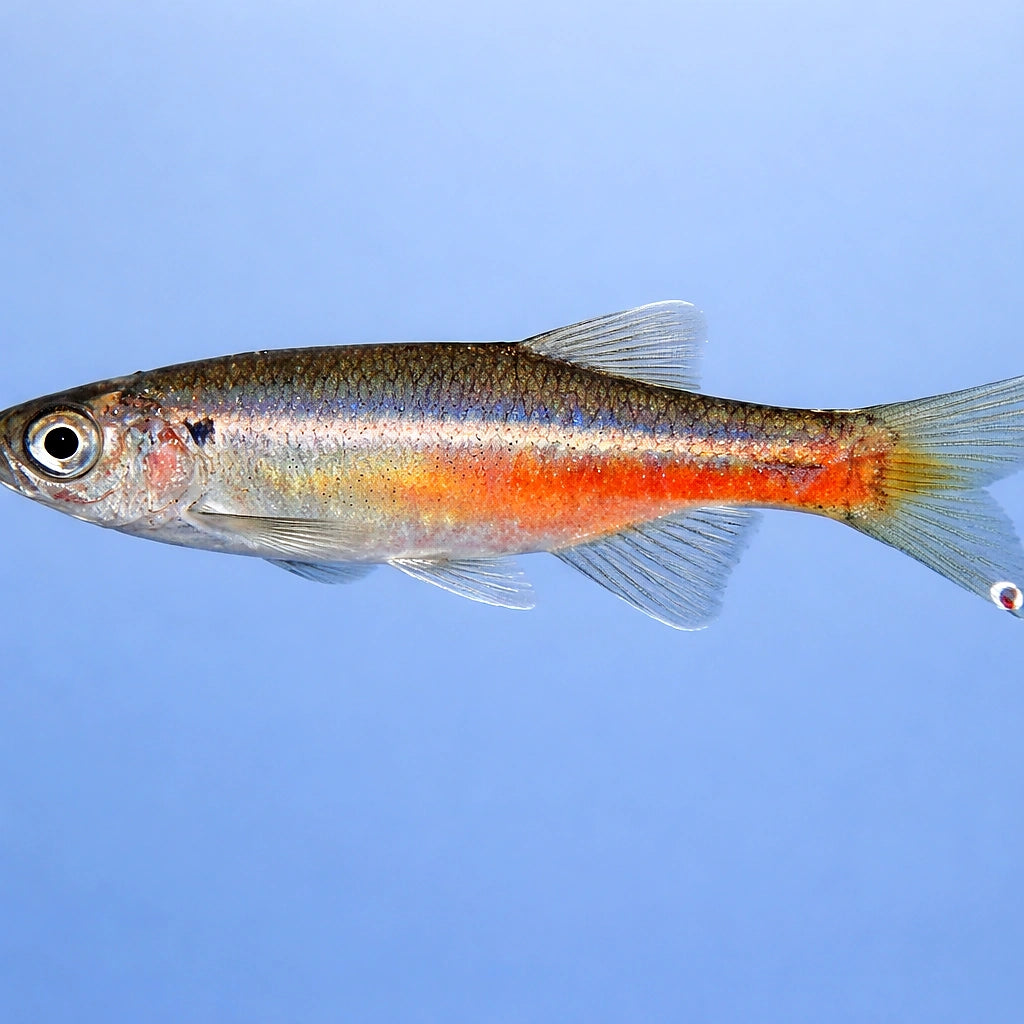 — tropical fish for sale UK — AI side clean view