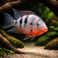 Firemouth Cichlid — tropical fish for sale UK — AI hero driftwood view