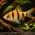  — tropical fish for sale UK — AI hero driftwood view