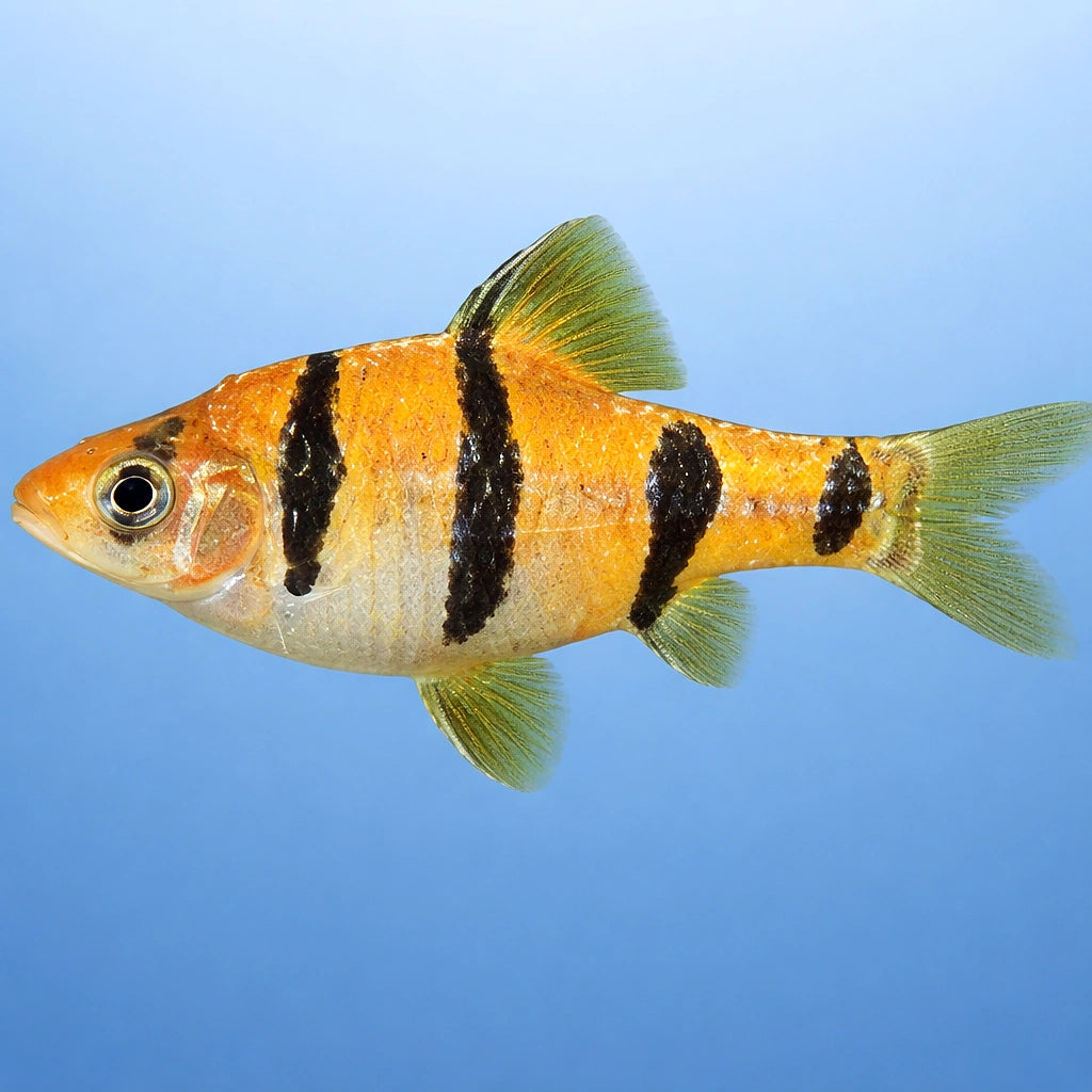  — tropical fish for sale UK — AI side clean view