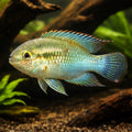  — tropical fish for sale UK — AI hero driftwood view