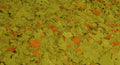 Petra Flake Food with Spirulina 1 kg bulk pack for aquarium fish