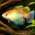 Flameus Pearl Fish — tropical fish for sale UK — AI hero driftwood view