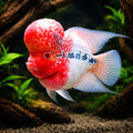 Flower Horn — South American Cichlids for sale UK — AI hero driftwood view