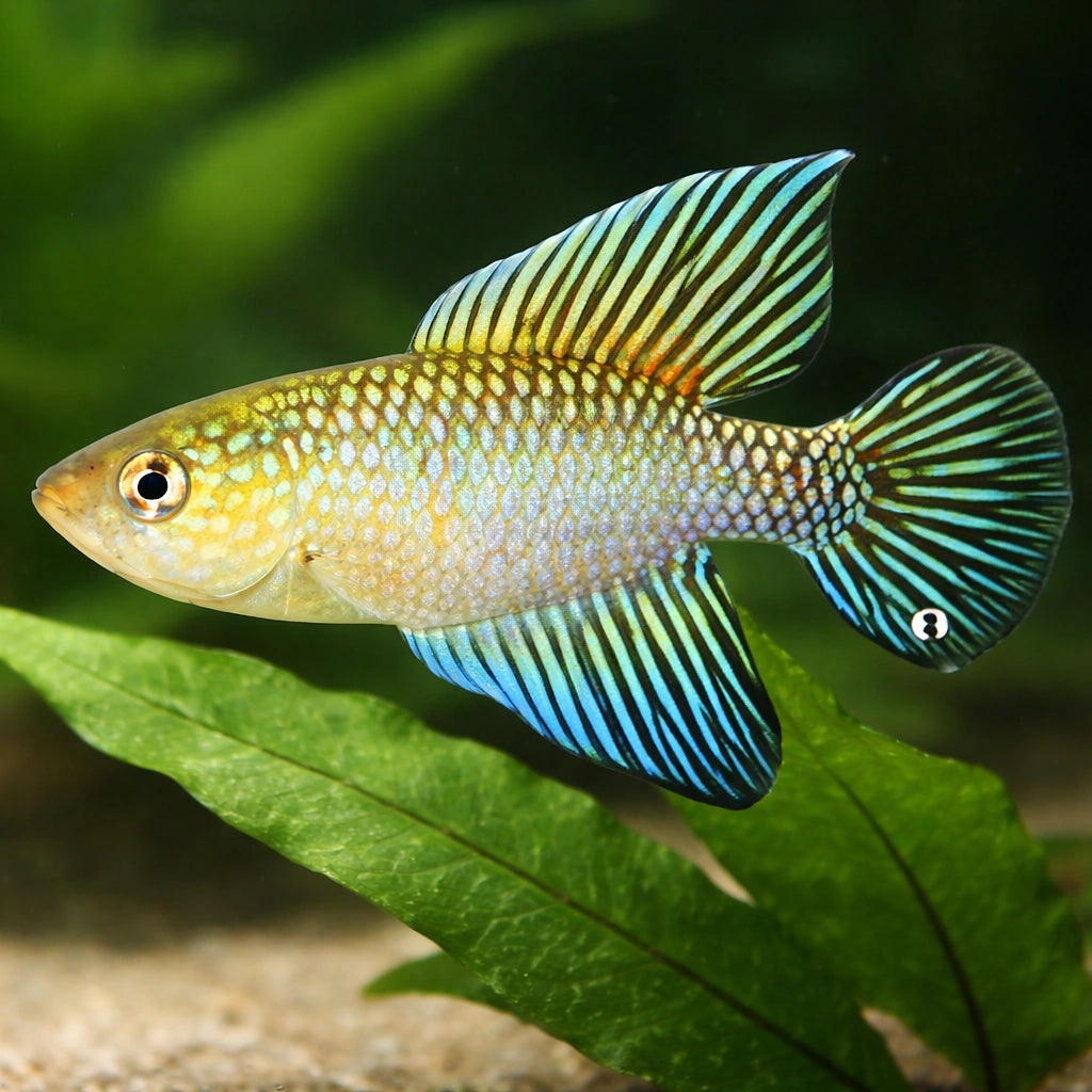 Flumiantis Pearl Fish — tropical fish for sale UK — AI scale plant view