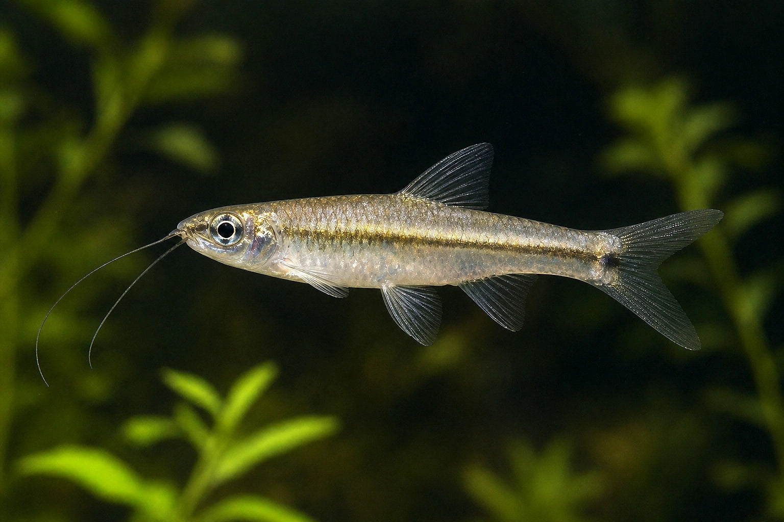 Flying Barb (Esomus danricus) in a planted freshwater aquarium - AI-generated reference image