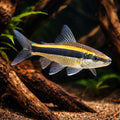 Flying Fox — Algae Eaters for sale UK — AI hero driftwood view