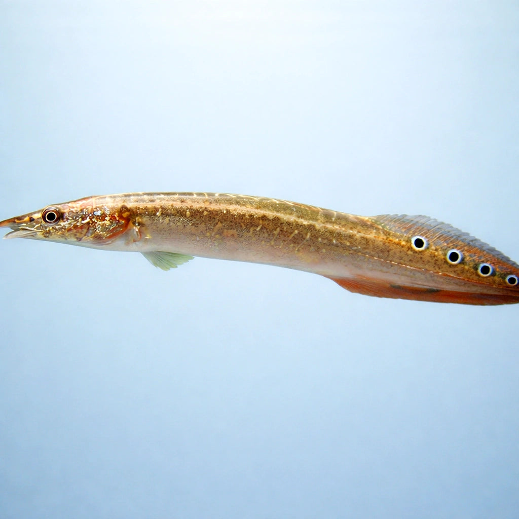 Frecklefin eel — tropical fish for sale UK — AI side clean view