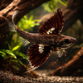  — tropical fish for sale UK — AI hero driftwood view