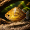 Freshwater clam — tropical fish for sale UK — AI hero driftwood view