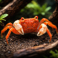 Red Carnaval Vampire Crab (Geosesarma sp.) - UK (Geosesarma sp.) — Bright Red Carnaval Vampire Crab, a striking Geosesarma…