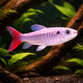 Tucan fish — Pink-Tailed Chalceus (Chalceus erythrurus) - UK (Chalceus erythrurus) — Add a bold Pink-Tailed Chalceus to your…