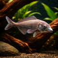 Elephant Nose Knifefish (Mormyrus longirostris) - UK (Mormyrus longirostris) — A striking oddball species with a distinctive…