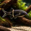 Elephantnose Fish (Gnathonemus petersii) - UK (Gnathonemus petersii) — Distinctive Elephantnose Fish with a fascinating long…