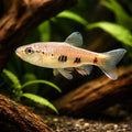Four-Spotted Copeina - Freshwater Fish UK (Paracheirodon innesi) — Add the striking Four-Spotted Copeina to your tank — hero…
