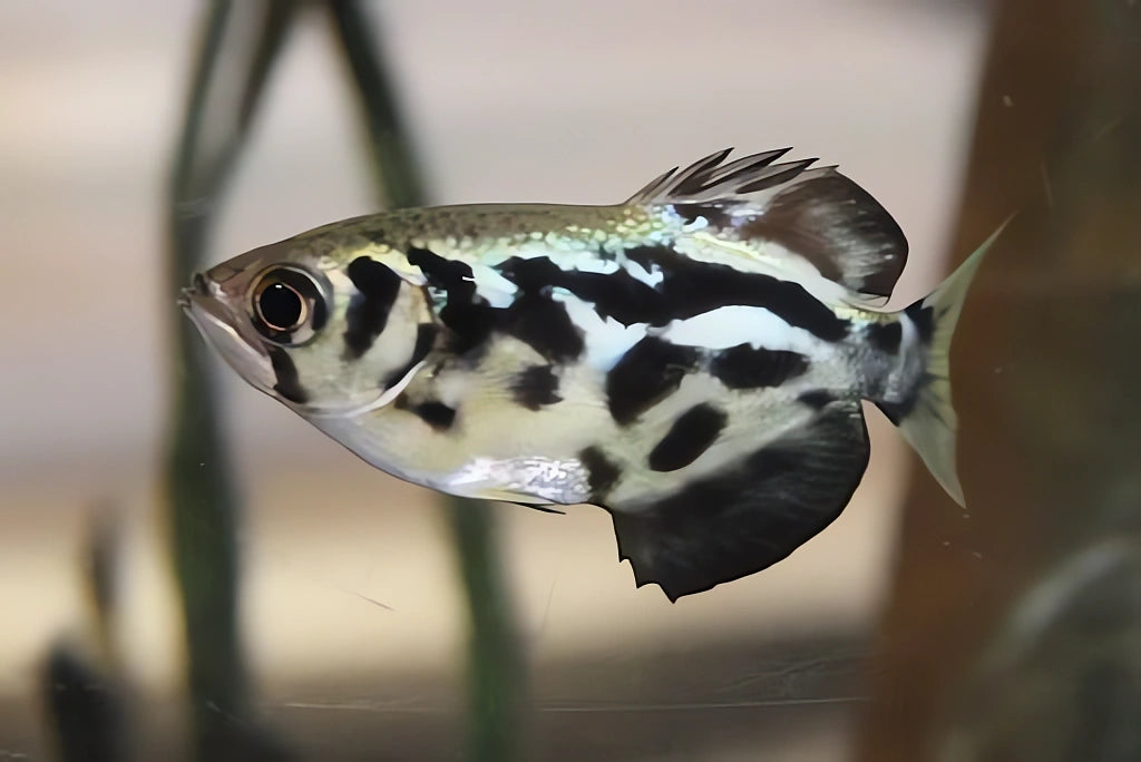 freshwater fish UK — BRACKISH FISH for sale UK