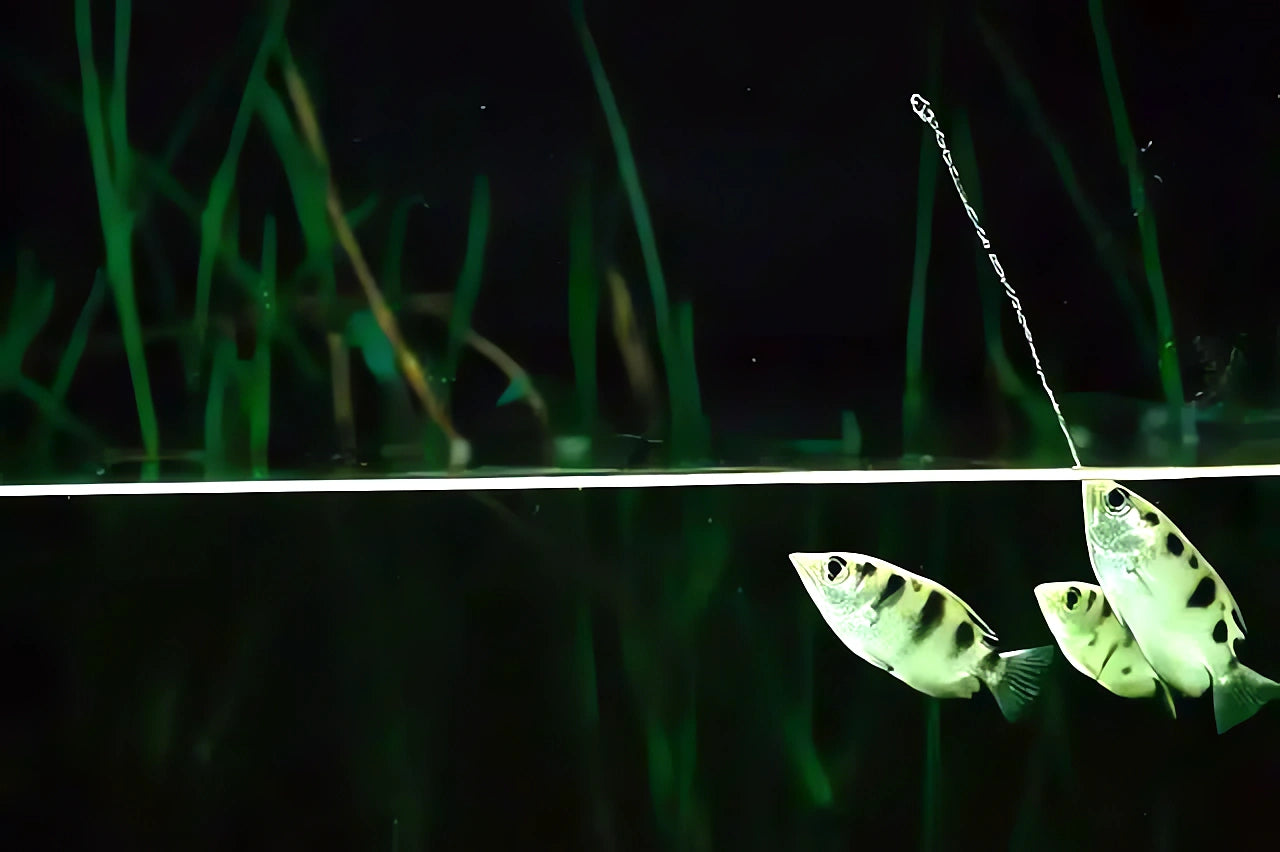 freshwater fish UK — BRACKISH FISH for sale UK