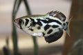 freshwater fish UK — BRACKISH FISH for sale UK