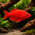 Lake Kuromai rainbowfish — Lake Kurumoi Rainbowfish (Melanotaenia parva) - UK (Melanotaenia parva) — A striking dwarf — hero…