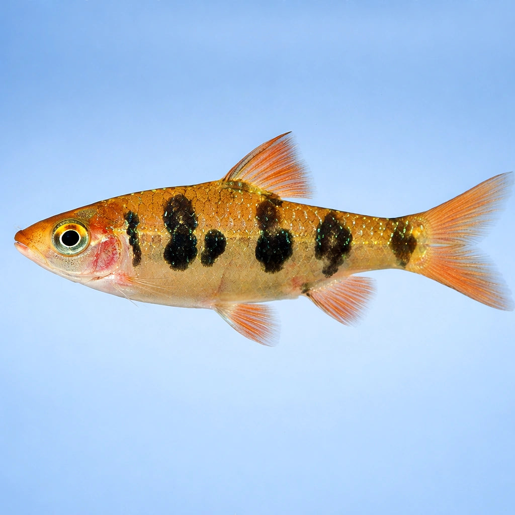 Barb-Rhombo — Rhombo Barb (Puntius rhomboocellatus) – Stunning Snakeskin Barb – Peaceful Schooling Fish – Buy Live Tropical…