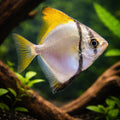 freshwater fish UK — BRACKISH FISH for sale UK — AI hero driftwood view