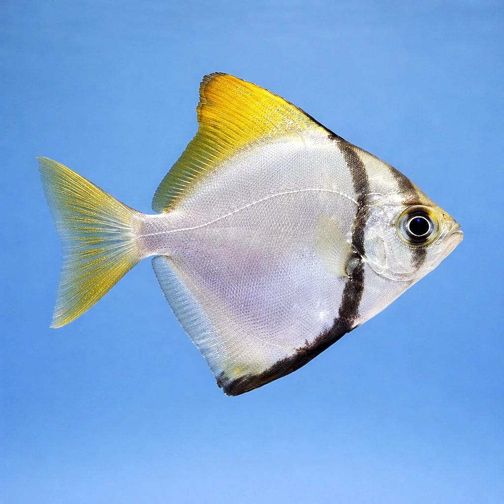 freshwater fish UK — BRACKISH FISH for sale UK — AI side clean view
