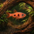 Strawberry Rasbora (Boraras naevus) – Tiny Red Nano Fish – Perfect for Planted Tanks – Buy Live Tropical Fish UK (Boraras…