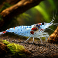 Blue Rili Shrimp (Neocaridina davidi) - UK (Neocaridina davidi) — Buy Blue Rili Shrimp for a vibrant planted tank clean-up…