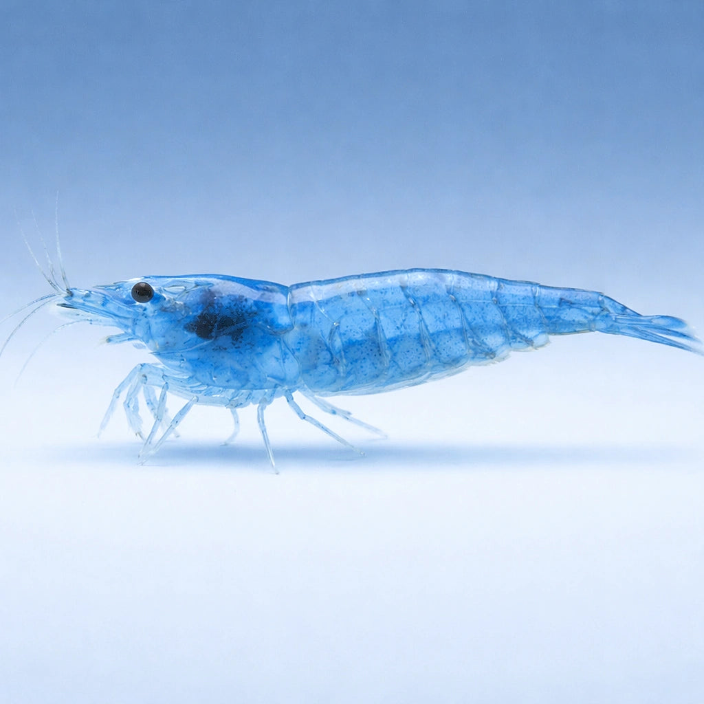 Deluxe Freshwater Shrimp - Neocaridina Heteropoda - UK (Neocaridina davidi) — Deluxe Neocaridina freshwater shrimp with…