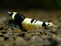 Panda Hinomaru Taiwan Bee Shrimp (Caridina cantonensis) - UK (Caridina cantonensis) — Rare Panda Hinomaru Taiwan Bee shrimp…