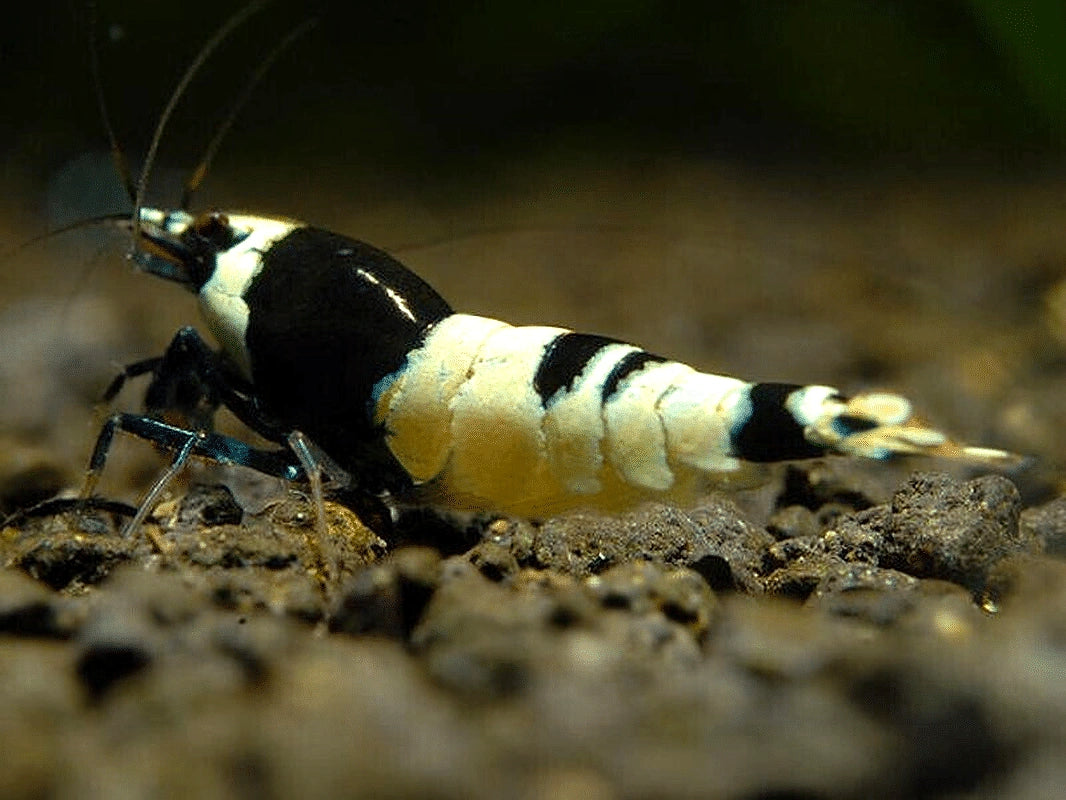 Panda Hinomaru Taiwan Bee Shrimp (Caridina cantonensis) - UK (Caridina cantonensis) — Rare Panda Hinomaru Taiwan Bee shrimp…