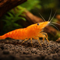 Orange Sakura Shrimp (Neocaridina davidi) - UK (Neocaridina davidi) — Vibrant Orange Sakura shrimp for planted freshwater…