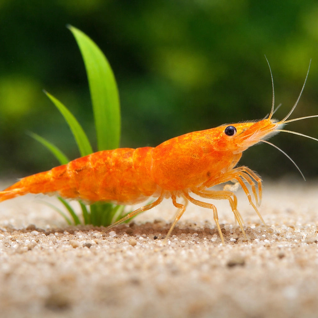 Orange Sakura Shrimp (Neocaridina davidi) - UK (Neocaridina davidi) — Vibrant Orange Sakura shrimp for planted freshwater…