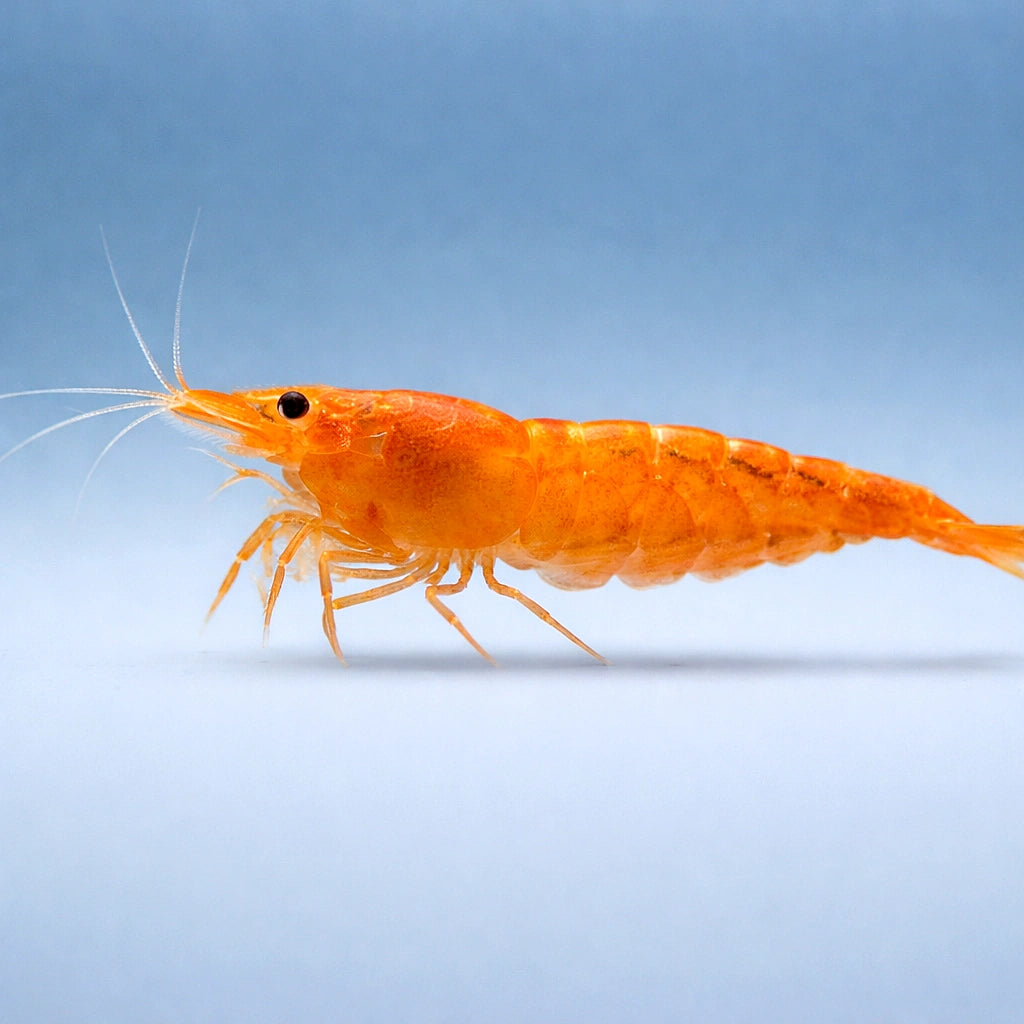 Orange Sakura Shrimp (Neocaridina davidi) - UK (Neocaridina davidi) — Vibrant Orange Sakura shrimp for planted freshwater…