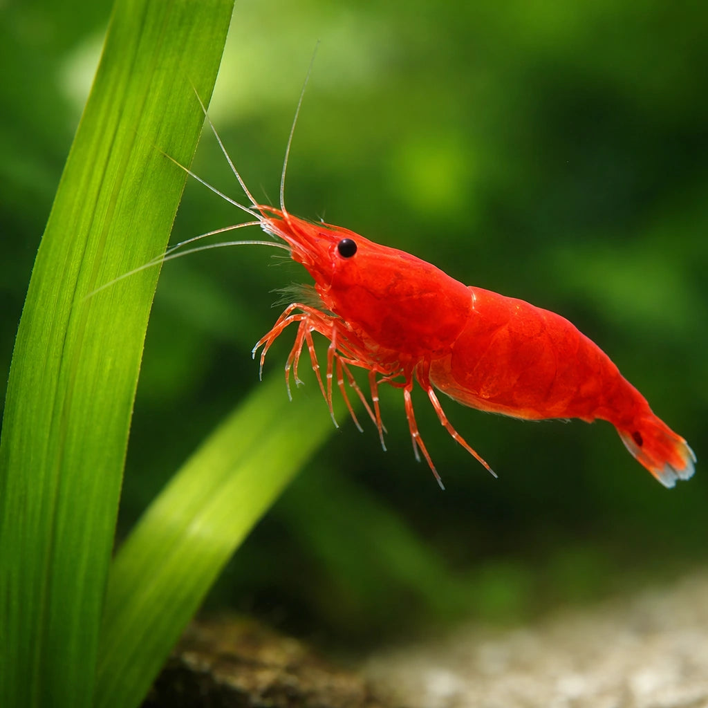 Super Red Sakura Shrimp (Neocaridina davidi) - UK (Neocaridina davidi) — Bright Super Red Sakura shrimp for planted — scale…