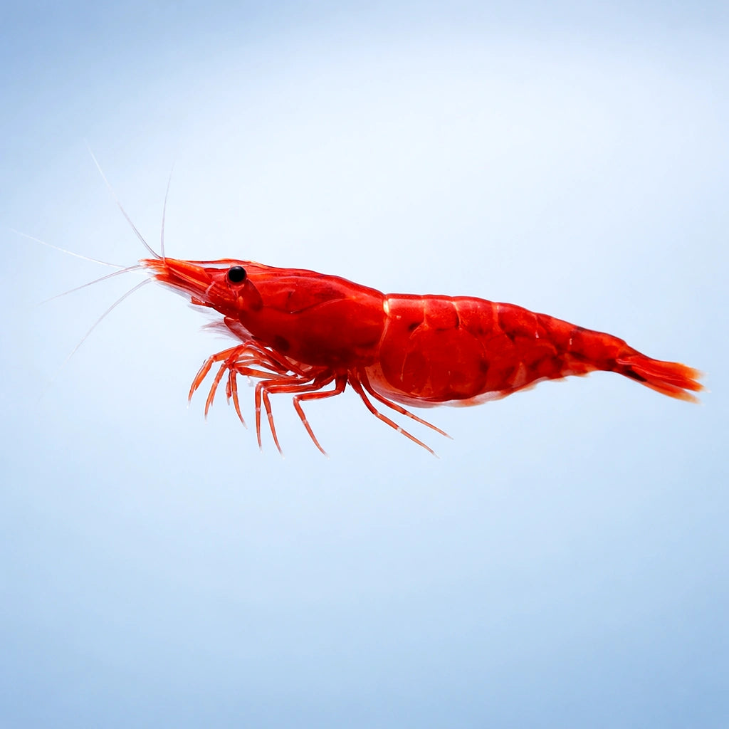 Super Red Sakura Shrimp (Neocaridina davidi) - UK (Neocaridina davidi) — Bright Super Red Sakura shrimp for planted — side…