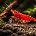 White Spotted Red Shrimp (Caridina dennerli) - UK (Caridina dennerli) — Striking White Spotted Red Shrimp for colourful…