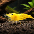 Yellow Fire Shrimp (Neocaridina heteropoda) - UK (Neocaridina davidi) — Bright Yellow Fire shrimp for planted aquariums…