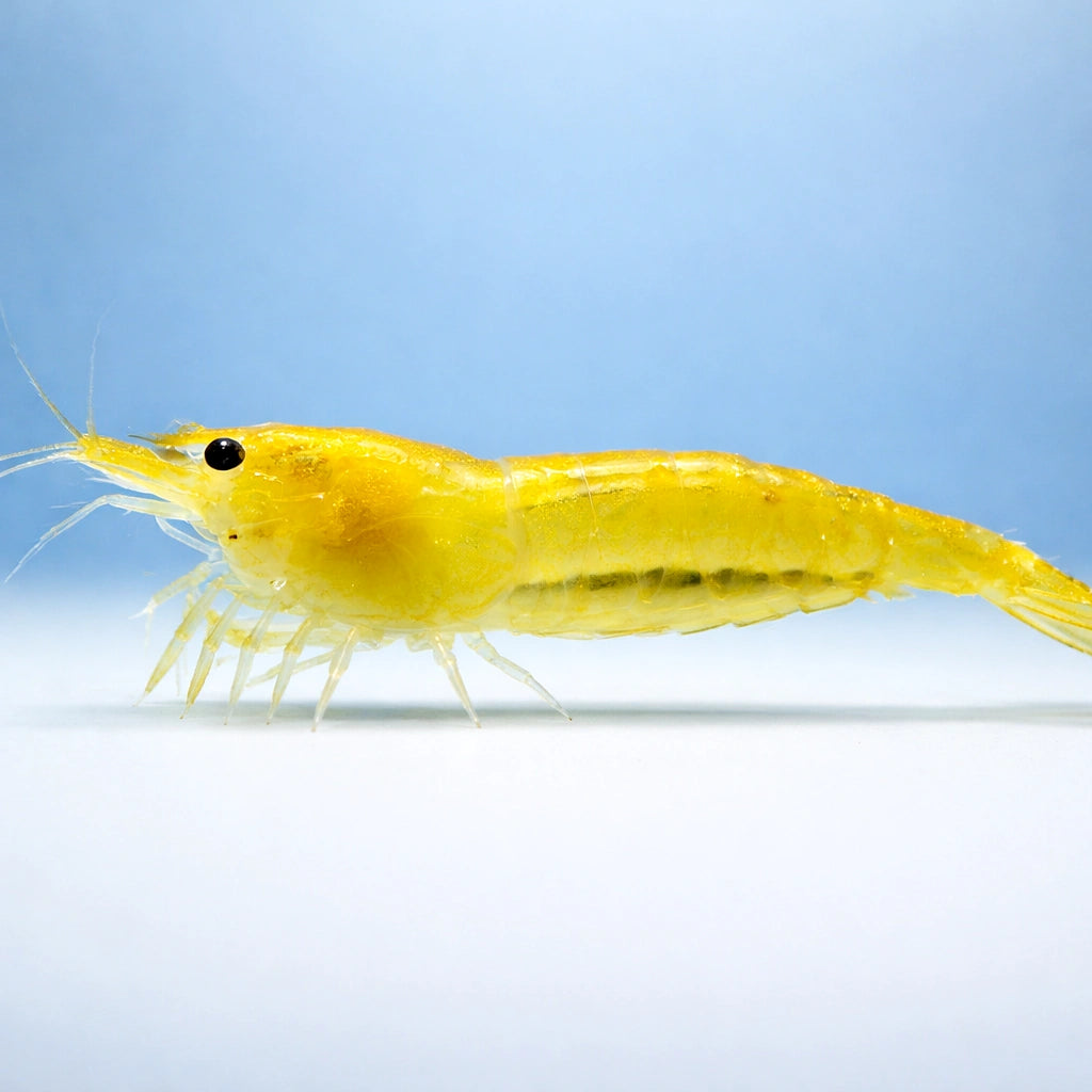 Yellow Fire Shrimp (Neocaridina heteropoda) - UK (Neocaridina davidi) — Bright Yellow Fire shrimp for planted aquariums…