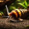 Assassin Snail - Freshwater Snails UK (Anentome helena) — Buy Assassin Snail for sale UK to help control pest snails in your…