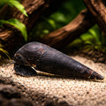 Devil's Thorn Snail - UK (Faunus ater) — A striking freshwater snail with bold, spiny shell detail that adds character to…