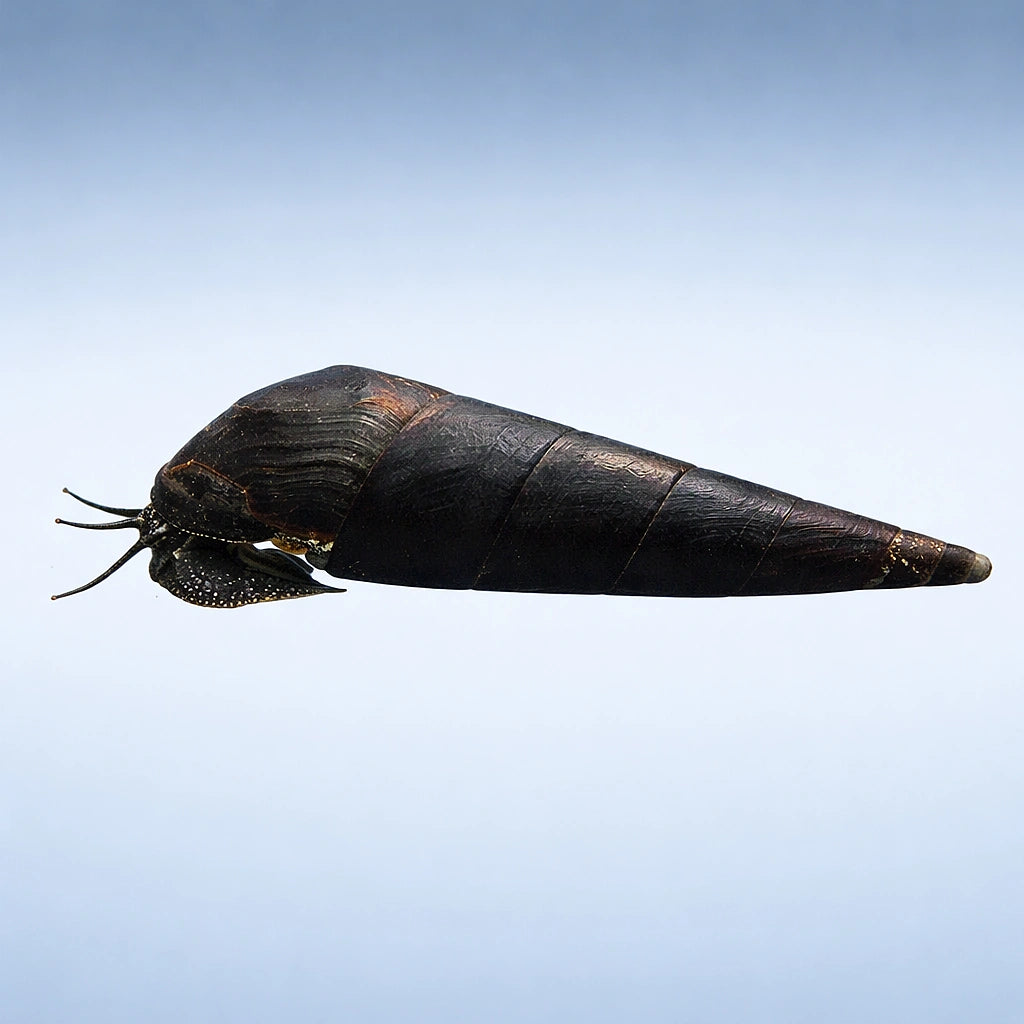 Devil's Thorn Snail - UK (Faunus ater) — A striking freshwater snail with bold, spiny shell detail that adds character to…